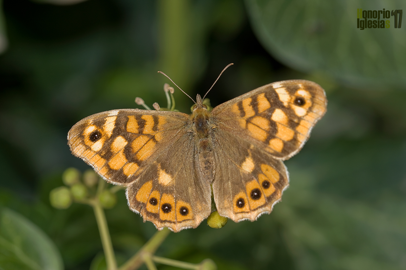 Hembra de mariposa ondulada o maculada (Pararge aegeria) mostrando su anverso alar.