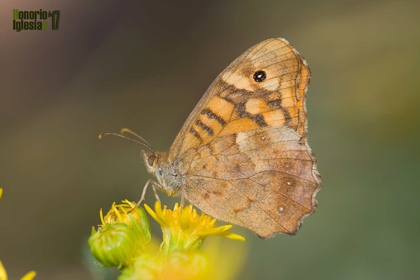 Ejemplar de mariposa ondulada o maculada (Pararge aegeria) mostrando su reverso alar sobre las flores de la hierba de Santiago (Sececio jacobaea)