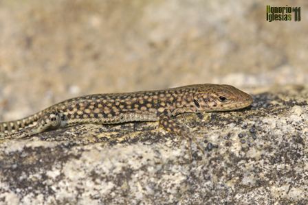 Ejemplar juvenil de lagartija noroccidental (podarcis guadarramae) antes conocida como ibérica (Podarcis hispanica).