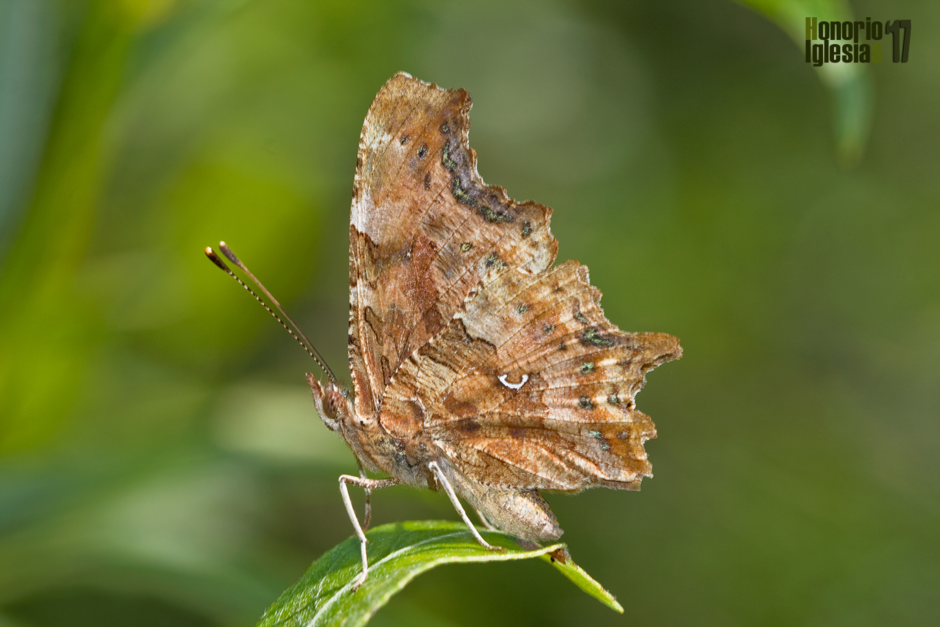 Ejemplar de mariposa c-blanca (Polygonia c-album) mostrando en el reverso alar del ala posterior la c-blanca que le da nombre.