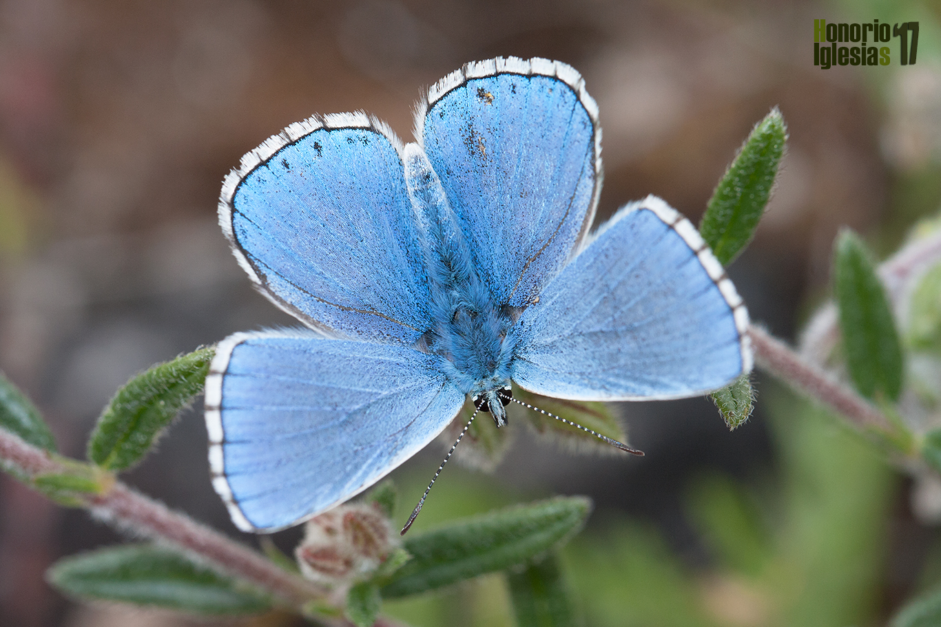 Ejemplar de mariposa niña celeste (Polyommatus (=Lysandra) bellargus) , mostrando uno de los anversos más espectaculares de entre los licénidos azulados.