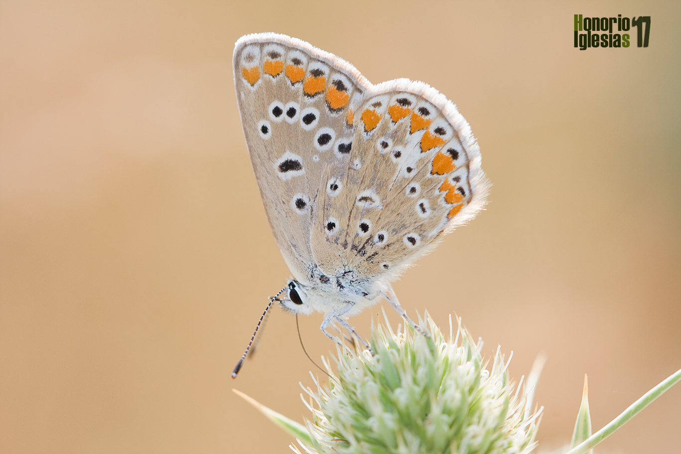 Ejemplar de la mariposa dos puntos, ícaro (Polyommatus icarus), libando de las flores de un cardo corredor (Eryngium campestre)