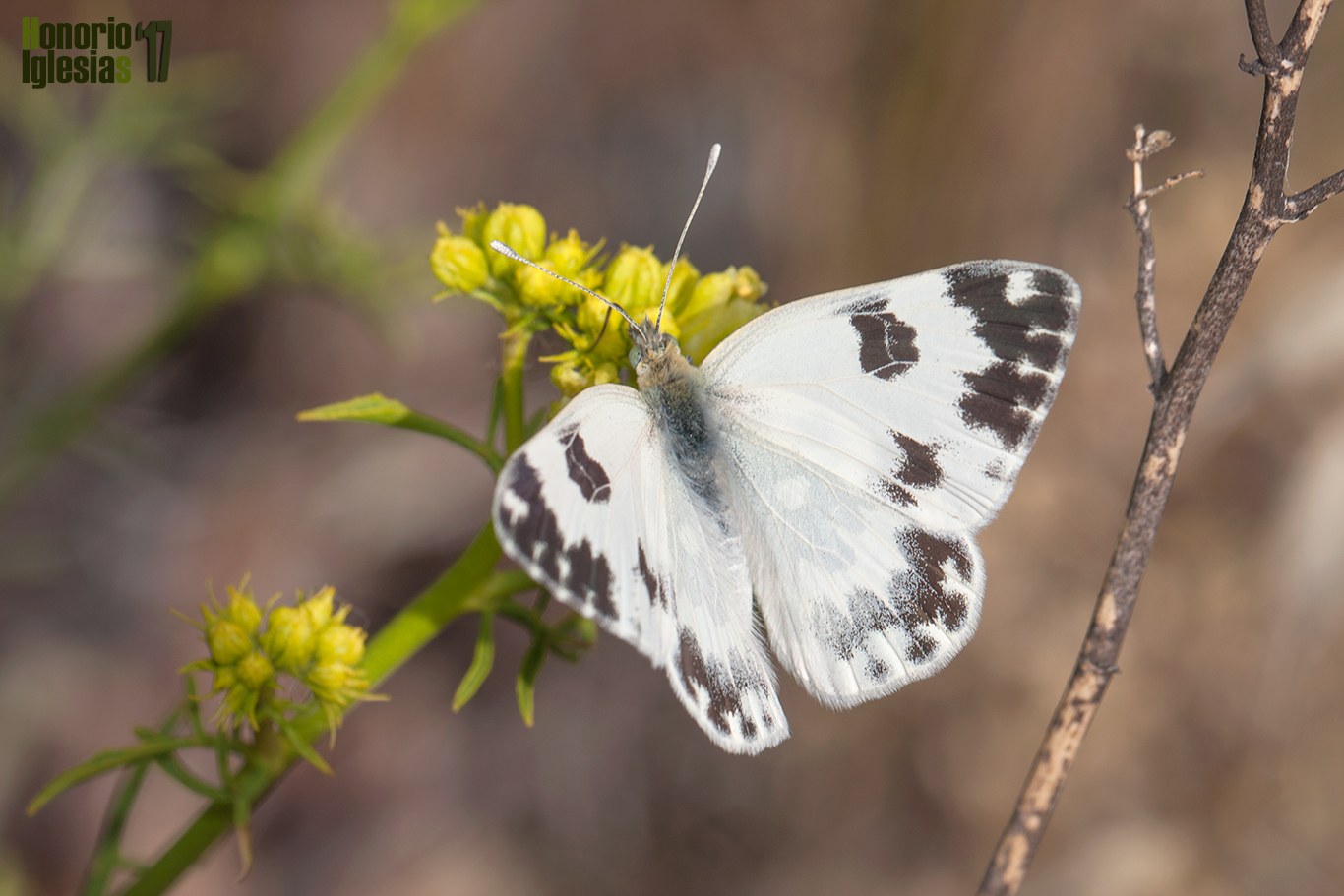 Ejemplar hembra de mariposa blanquiverdosa (Pontia daplidice), mostrando su anverso alar, el dibujo del ápice de las alas es el mismo en el reverso que el anverso lo que facilita su reconocimiento