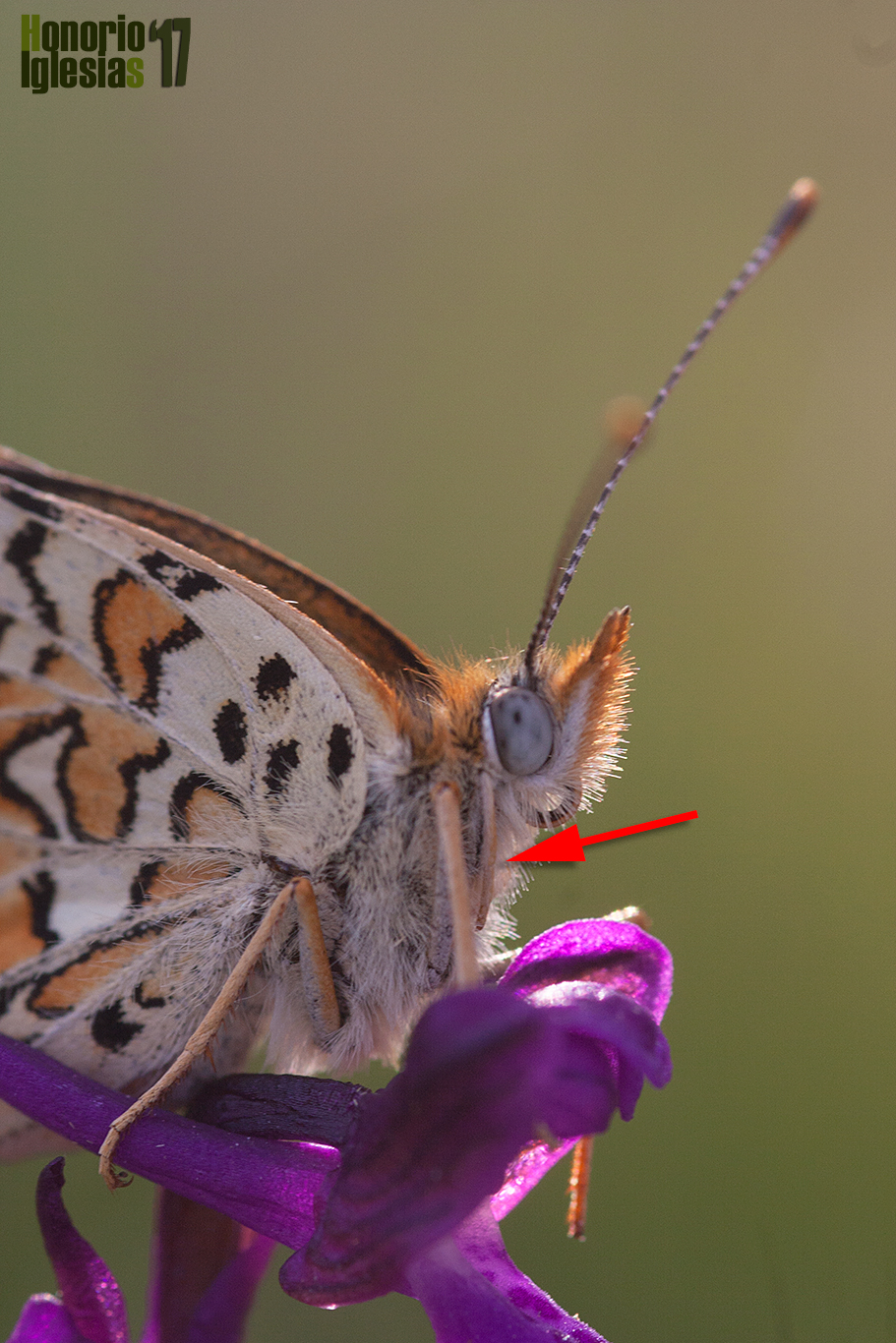 Detalle del primer par de patas atrofiado de los Ninfálidos. Este primer par de patas presenta funciones gustativas. Mariposa doncella mayor (Melitaea phoebe).