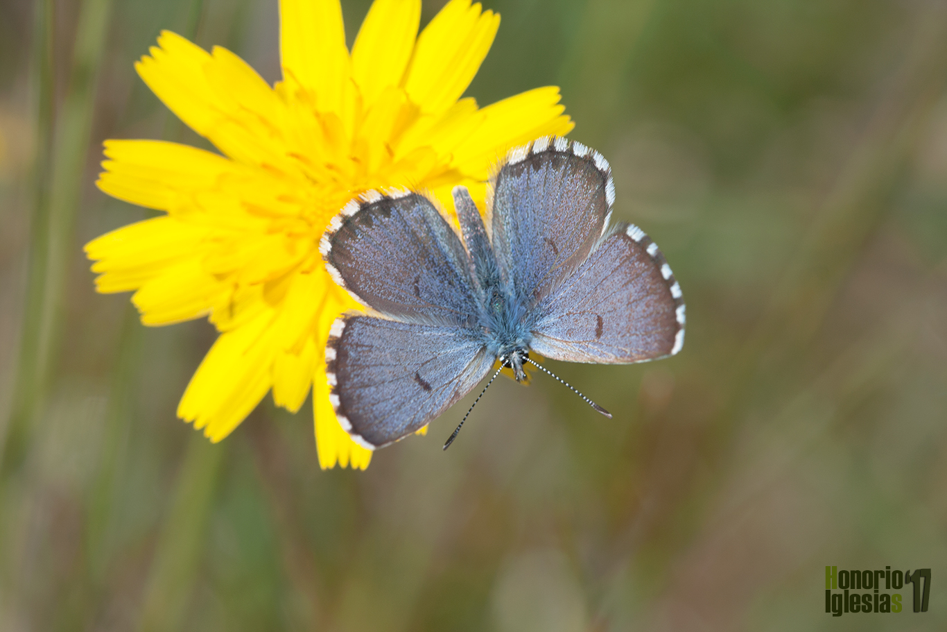Ejemplar de mariposa abencerraje del tomillo o ibérico (Pseudophilotes panoptes) libando una flor compuesta y mostrando su anverso alar.