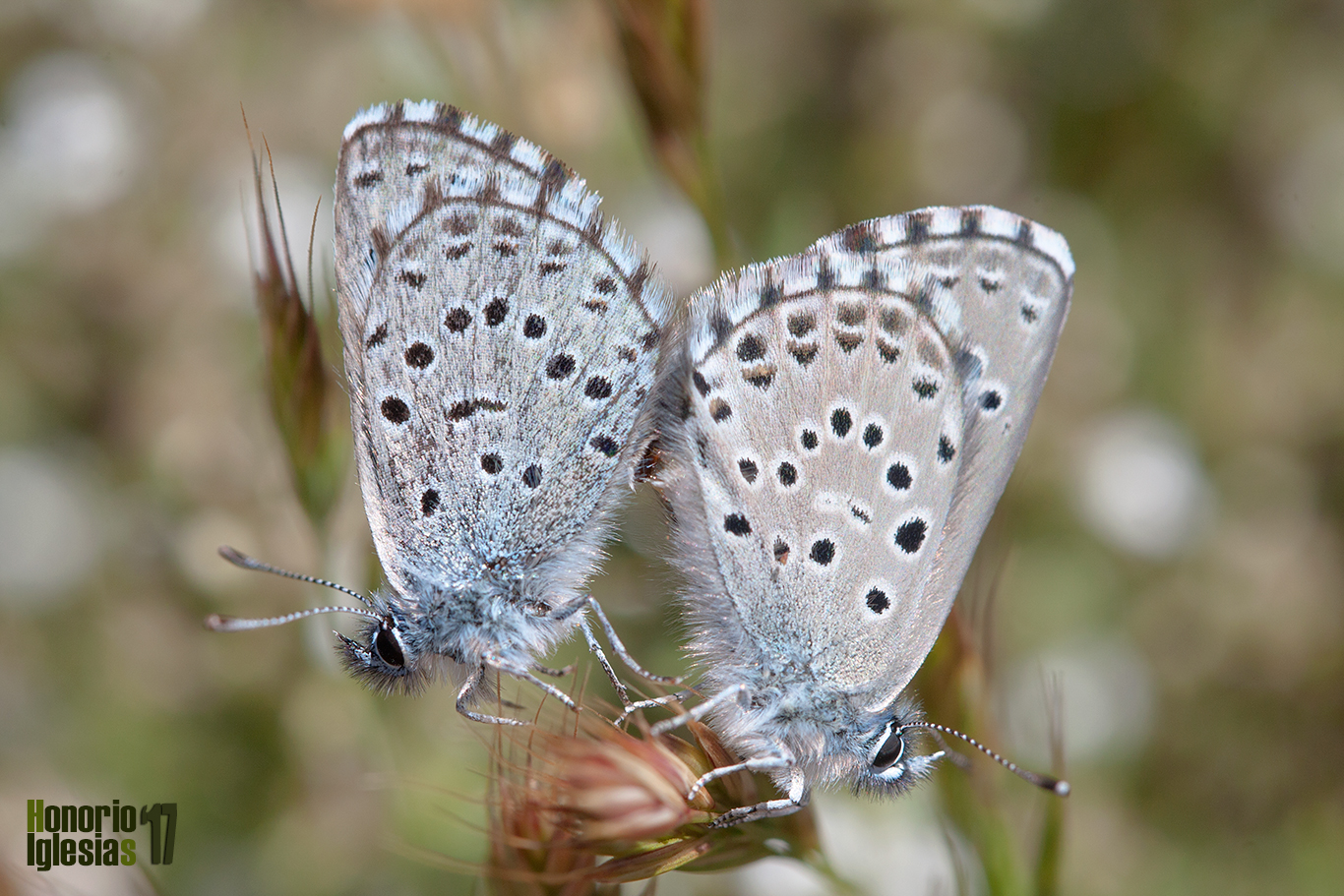 Cópula de mariposas abencerraje del tomillo o ibérico (Pseudophilotes panoptes) en una zona de encinar de los montes de Valsaín