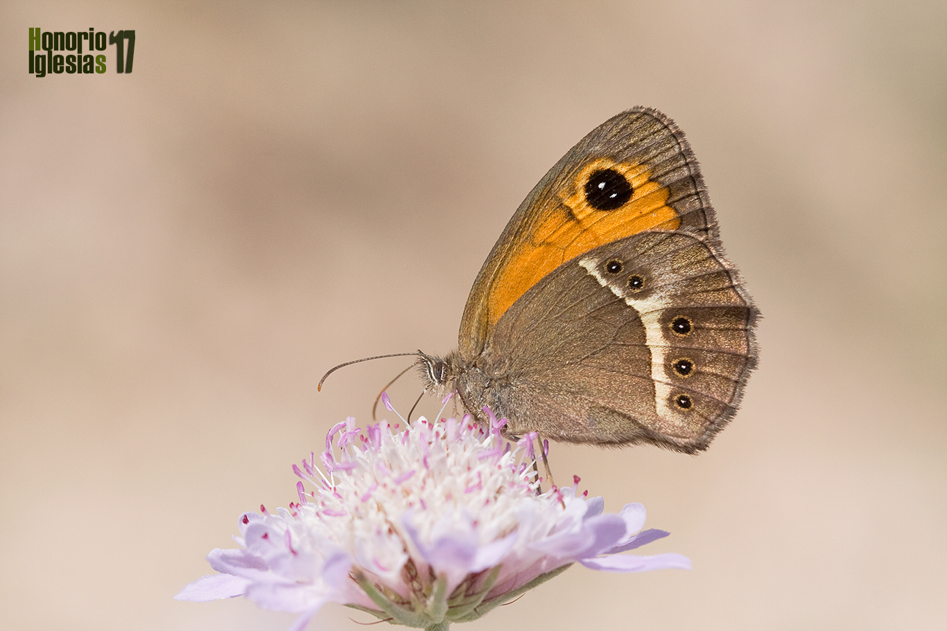 Ejemplar de mariposa Lobito listado (Pyronia bathseba), mostrando su reverso alar, donde el ocelo doblemente pupilado del ala anterior y la mancha clara que atraviesa el ala posterior limitada por ocelos más pequeños la hacen inconfundible