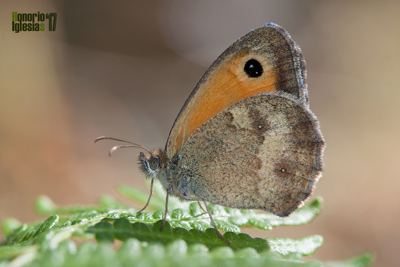 Ejemplar de mariposa lobito jaspeado o lobito agreste (Pyronia tithonus), mostrando el ocelo doblemente pupilado de blanco, característica propia de este género de mariposas.