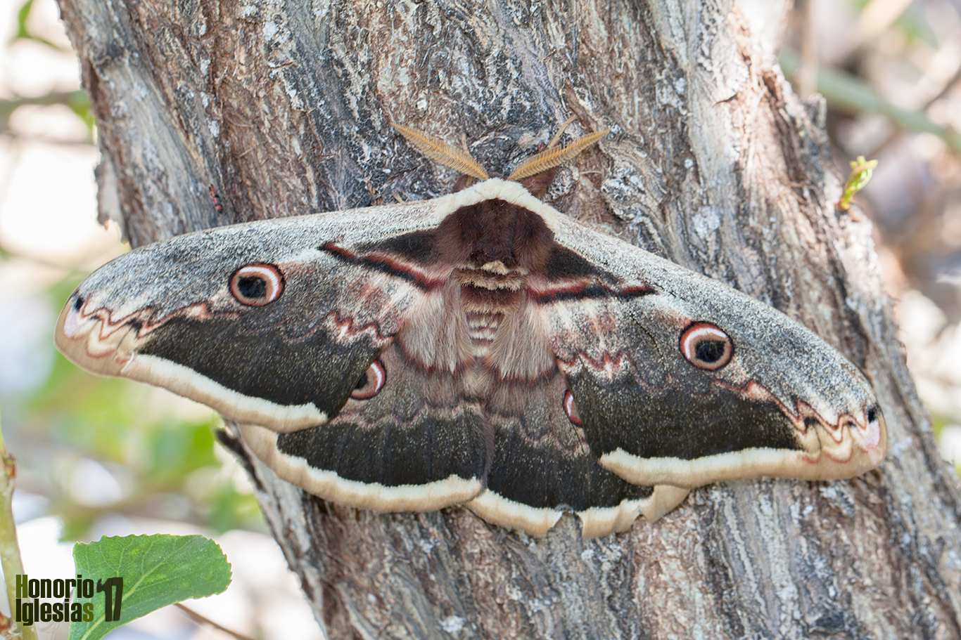 Espectacular ejemplar de mariposa nocturna gran pavón nocturno (Saturnia pyri), el lepidóptero más grande de Europa. Esta mariposa no se alimenta en su etapa de imago o adulto.