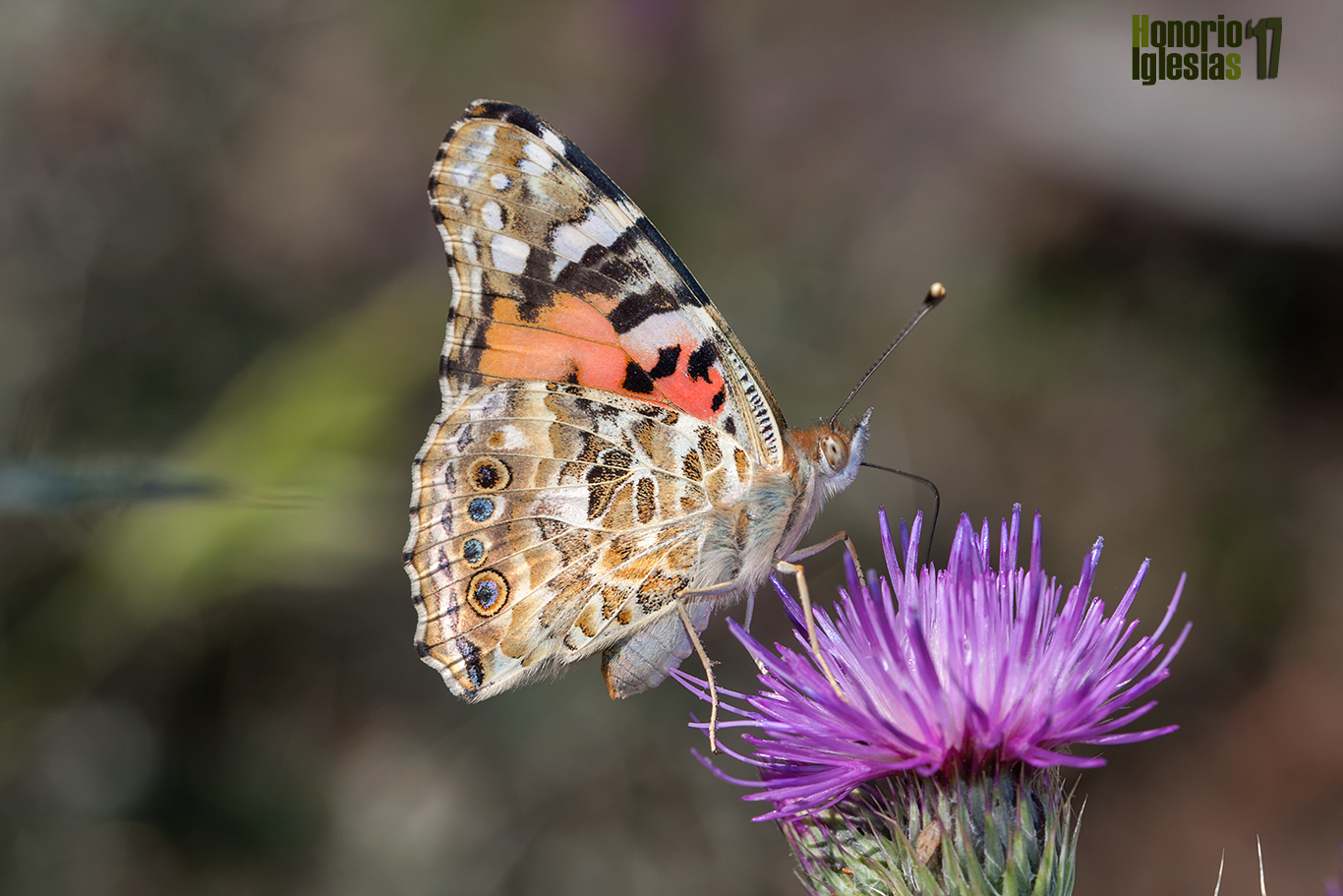 Mariposa cardera (Vanessa cardui) , su vuelo potente le permite hacer migraciones, por lo que es una especie que puede verse prácticamente en cualquier ecosistema incluyendo la alta montaña.