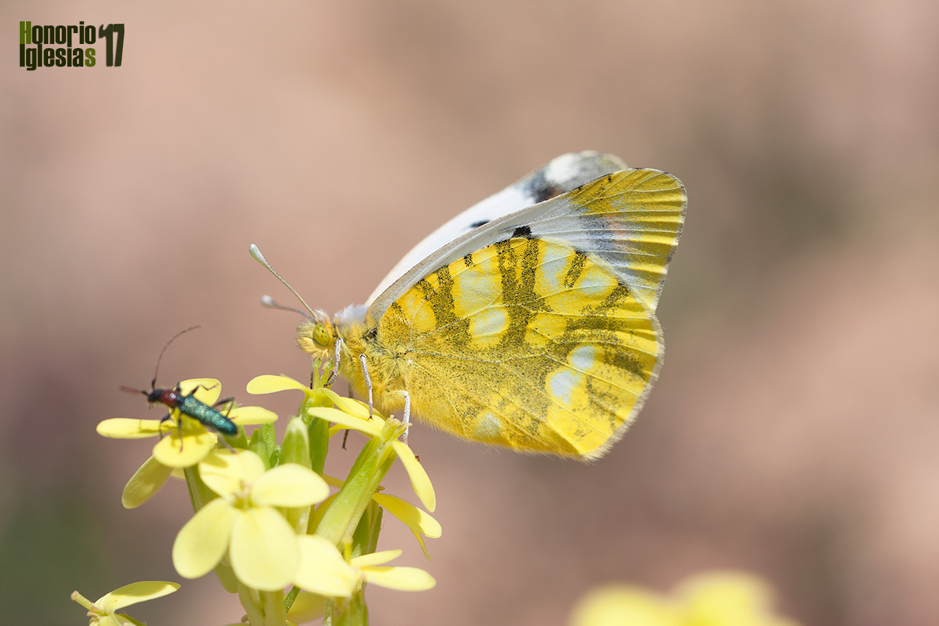 Ejemplar de mariposa zegris  (Zegris eupheme) muestran gran querencia sobre las crucíferas Biscutella, Sinapis, etc de las que se alimentan